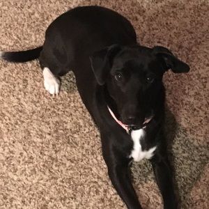 Meet your Posher, Donna